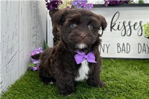 Grady - Havanese for sale