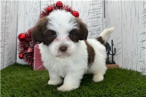 Sutton - puppy for sale