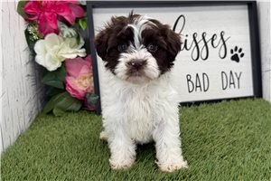Patricia - Havanese for sale