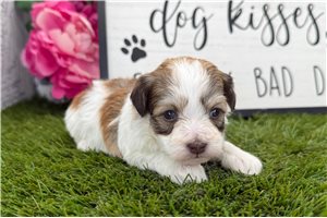 Joseph - puppy for sale