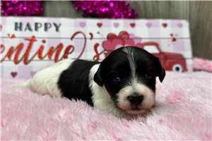 Letty - Havanese for sale