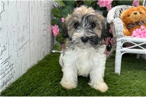 Sandra - Havanese for sale