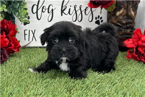 Khloe - Havanese for sale