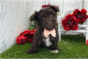 Gerardo - Havanese for sale