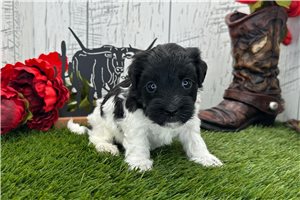 Cash - Havanese for sale