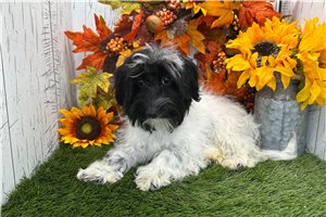 Connie - Havanese for sale