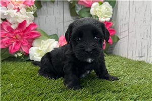 Zinnia - Havanese for sale