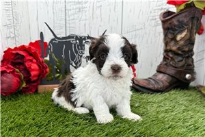 Tosha - Havanese for sale