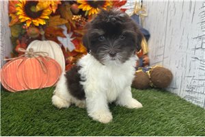 Ramona - Havanese for sale