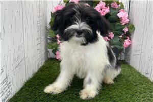 Cookie - Havanese for sale