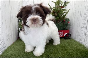Ryder - Havanese for sale