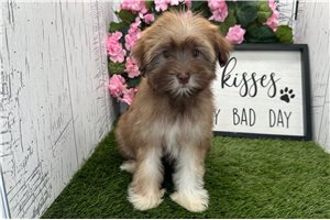 Kiki - Havanese for sale