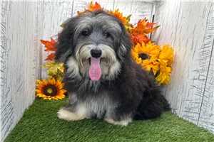 Mack - Havanese for sale