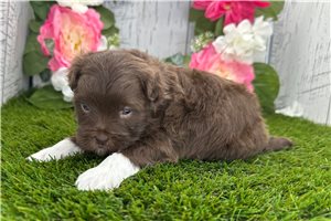 Kohen - puppy for sale
