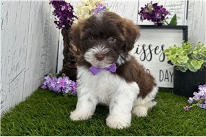 Donovan - Havanese for sale