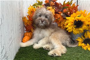 Kiki - Havanese for sale