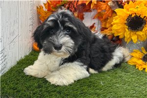 Zion - Havanese for sale