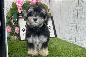 Misty - Havanese for sale
