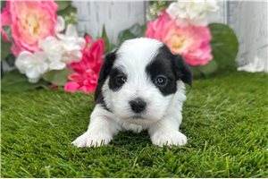 King - puppy for sale