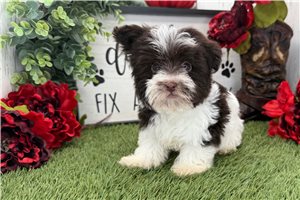Jonathan - Havanese for sale
