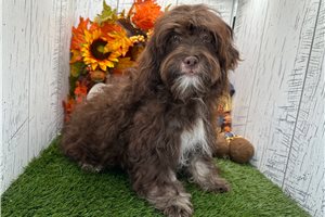 Dylan - Havanese, placed in South Bend / Michiana