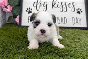 Allison - Havanese for sale