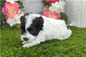 Katalina - Havanese for sale