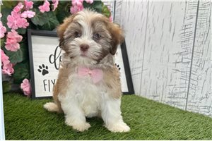 Kohen - Havanese for sale