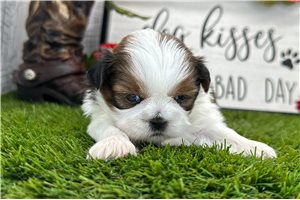 Gustavo - puppy for sale