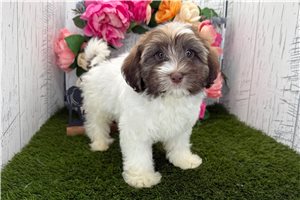 Elizabeth - Havanese for sale