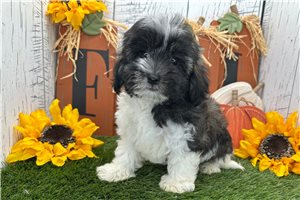 Axel - Havanese for sale