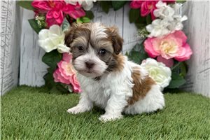 Pudding - Havanese for sale