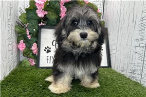 Mack - Havanese for sale