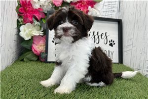 Nyla - Havanese for sale