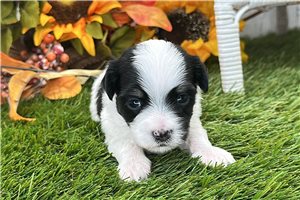 Elmer - puppy for sale