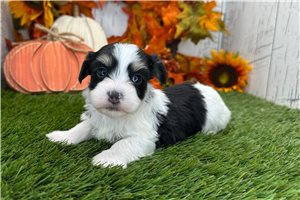 Magdalena - puppy for sale
