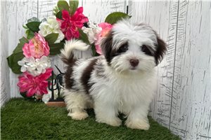Denver - Havanese for sale