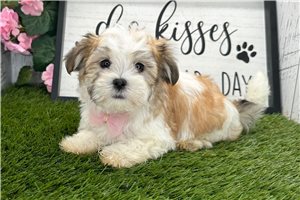 Herbie - Havanese for sale