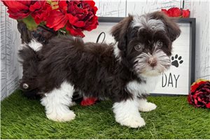 Serenity - Havanese for sale