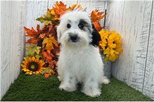 Valerie - Havanese for sale