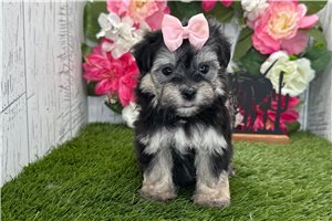 Abigail - Havanese for sale