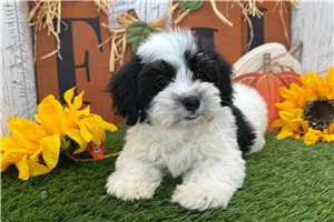 Zeus - Havanese for sale