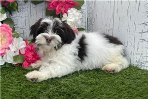 Zuma - Havanese for sale