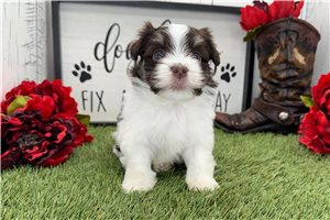 Camila - Havanese for sale
