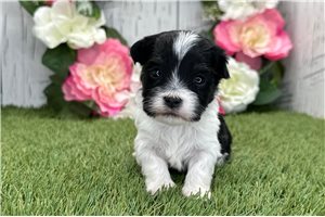 Herbert - Havanese for sale