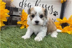 Scarlett - puppy for sale