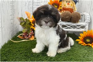 Ramona - Havanese for sale