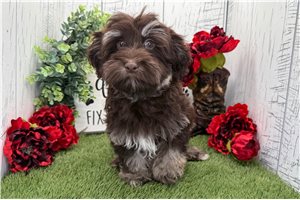 Elias - Havanese for sale