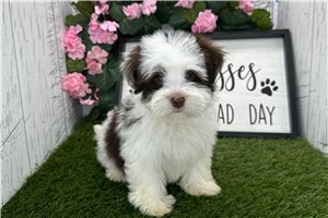 Denver - Havanese for sale