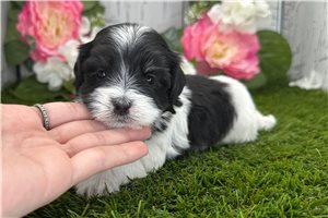 Katherine - puppy for sale